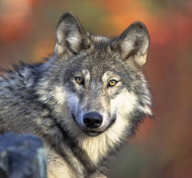 grey wolf looking at camera