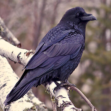 raven standing on white branch